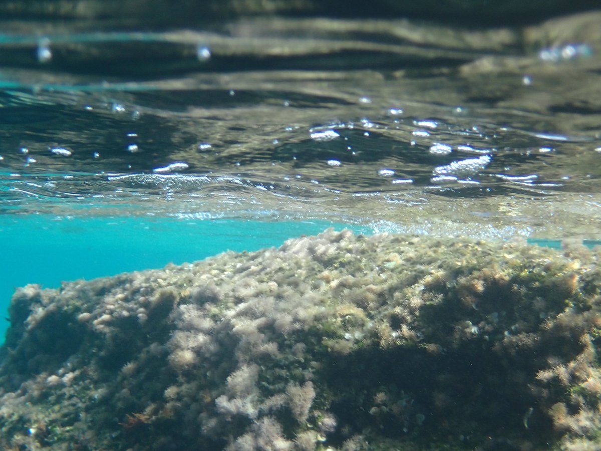 AMcCaughren's tweet photo. #UnderwaterPhotography #OceanPhotography #MarineLife #NaturePhotography #PhotoForSale #BuyArt #NFTPhotography #NFTArt #DigitalArt #FineArtPhotography #PhotographyForSale #InvestInArt #PhotoCollectors #ArtCollectors #ArtForSale #WildlifePhotography #NatureLovers #SaveTheOceans #ProtectOurPlanet #BluePlanet #ExploreTheOcean #EcoPhotography #OceanLove #WildlifeConservation #EarthCapture #CoralReef #DiscoverOcean #OurBluePlanet #WaterArt #MarineConservation #Photography #PhotoOfTheDay #ArtOfVisuals #InstaPhoto #AdventureAwaits #Wanderlust #TravelPhotography #EarthFocus #ExploreNature #NaturePerfection #WondersOfNature #VisualAmbassadors #BeautifulDestinations #NaturePix #StayAndWander