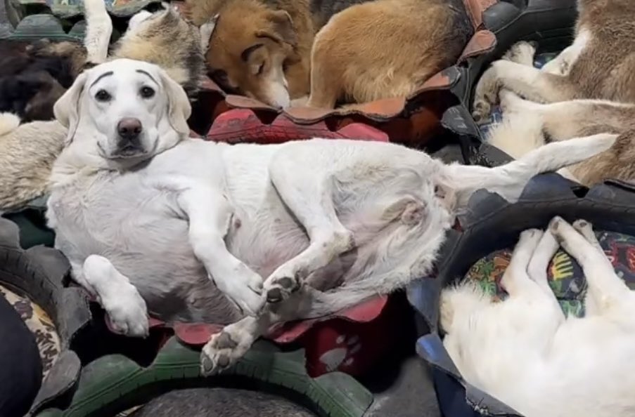 bugcolony's tweet image. have been busy loving my bitchwife #seagull #lifeisbeautiful #love