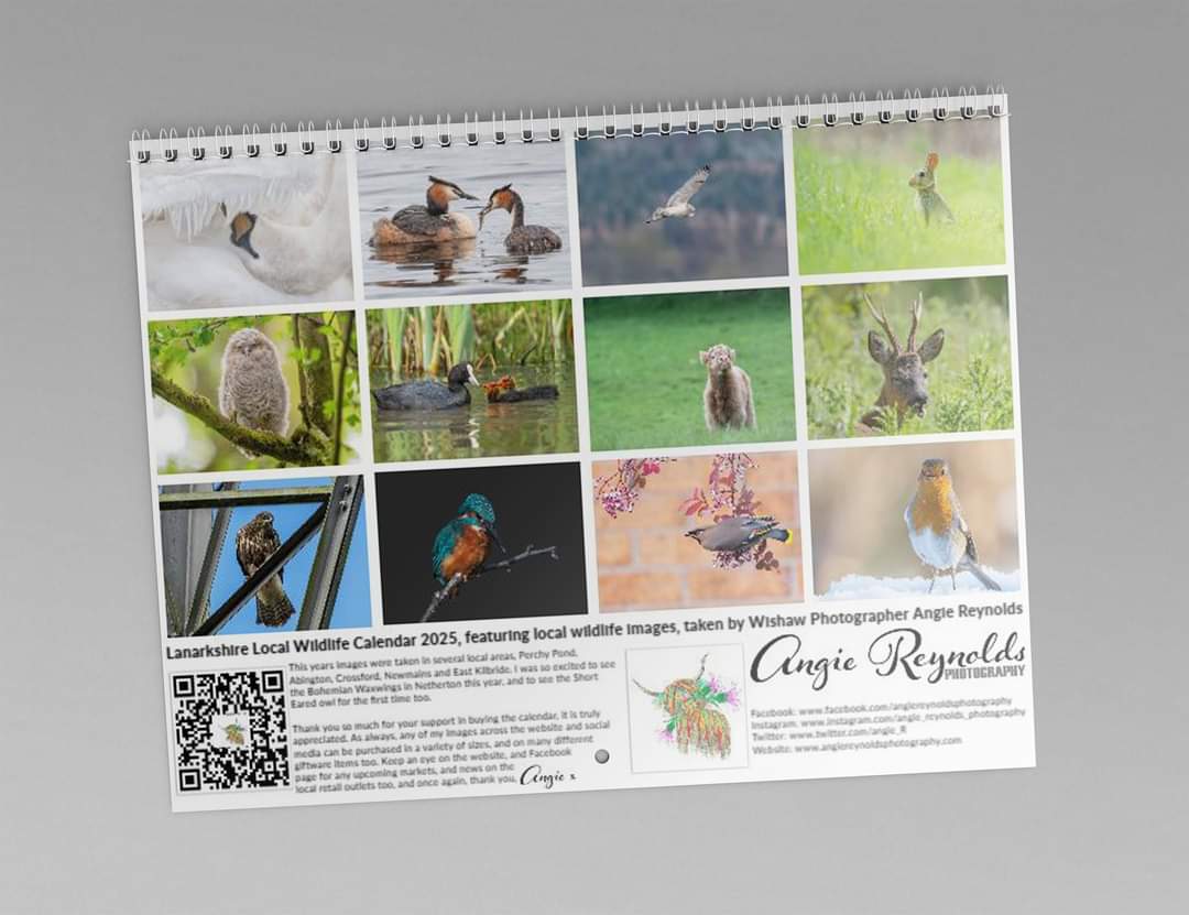 Lanarkshire Local Wildlife Calendar 2025 in stock now angiereynoldsphotography.com 
#lanarkshire #wishaw #motherwell #Wildlife #Calendar #Local #shoplocal #photography #christmas #robin #highlandcow #highlandcoo #waxwing #deer #owl #kingfisher