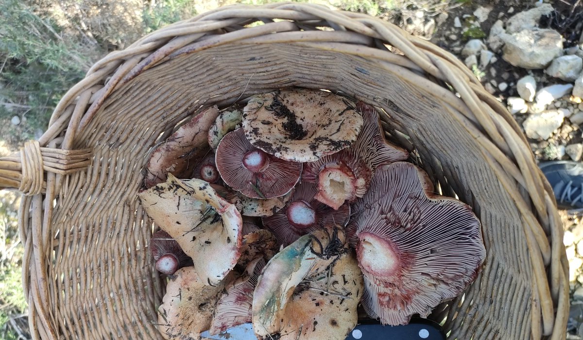 Bon dia des de Real (Ribera Alta, València). Les pluges han tornat la vida a les nostres muntanyes ☀️🍄🌲 <a href="/avamet/">AVAMET</a> <a href="/apuntoratge/">À Punt Oratge</a> <a href="/Tiempo_Valencia/">☈⚡TiempoValència☔❄</a> <a href="/Valencia_WX/">ValènciaWeather⚡️</a>