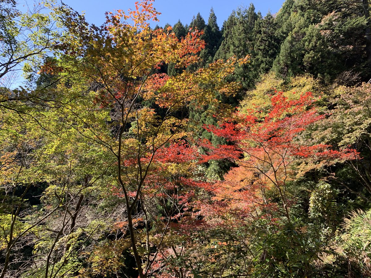 PsSeeker's tweet photo. Fortunately, today was what we call a typical ‘koharu-biyori,’ meaning weather that feels like a spring day despite it being early winter. #御岳山 #日の出山 https://t.co/iDigpnCM4g