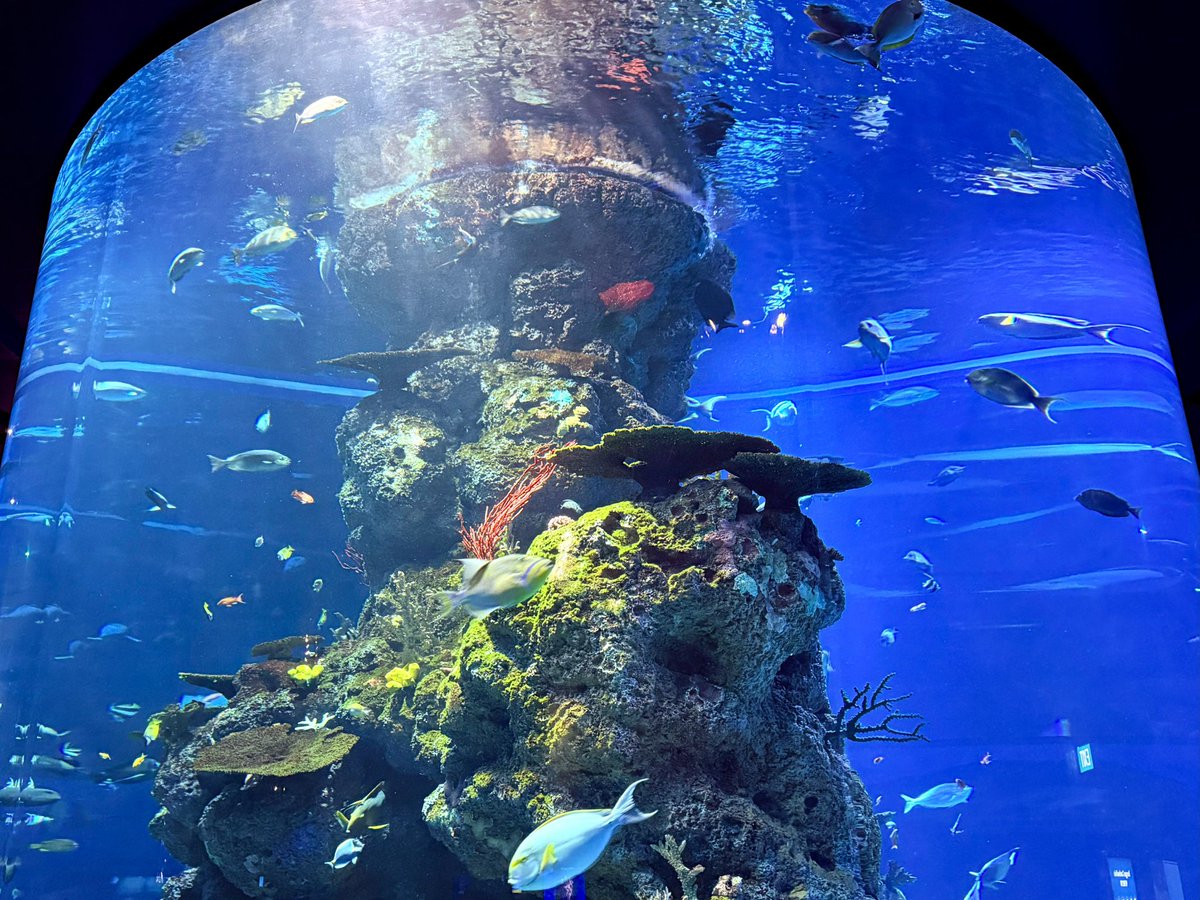 uni_mafumafu's tweet photo. 神秘的な海の世界...🐟

みんな元気にしてますか...？
我、すでに日本シックかもしれぬ...（・▴・） https://t.co/2ZiDlDXaq0
