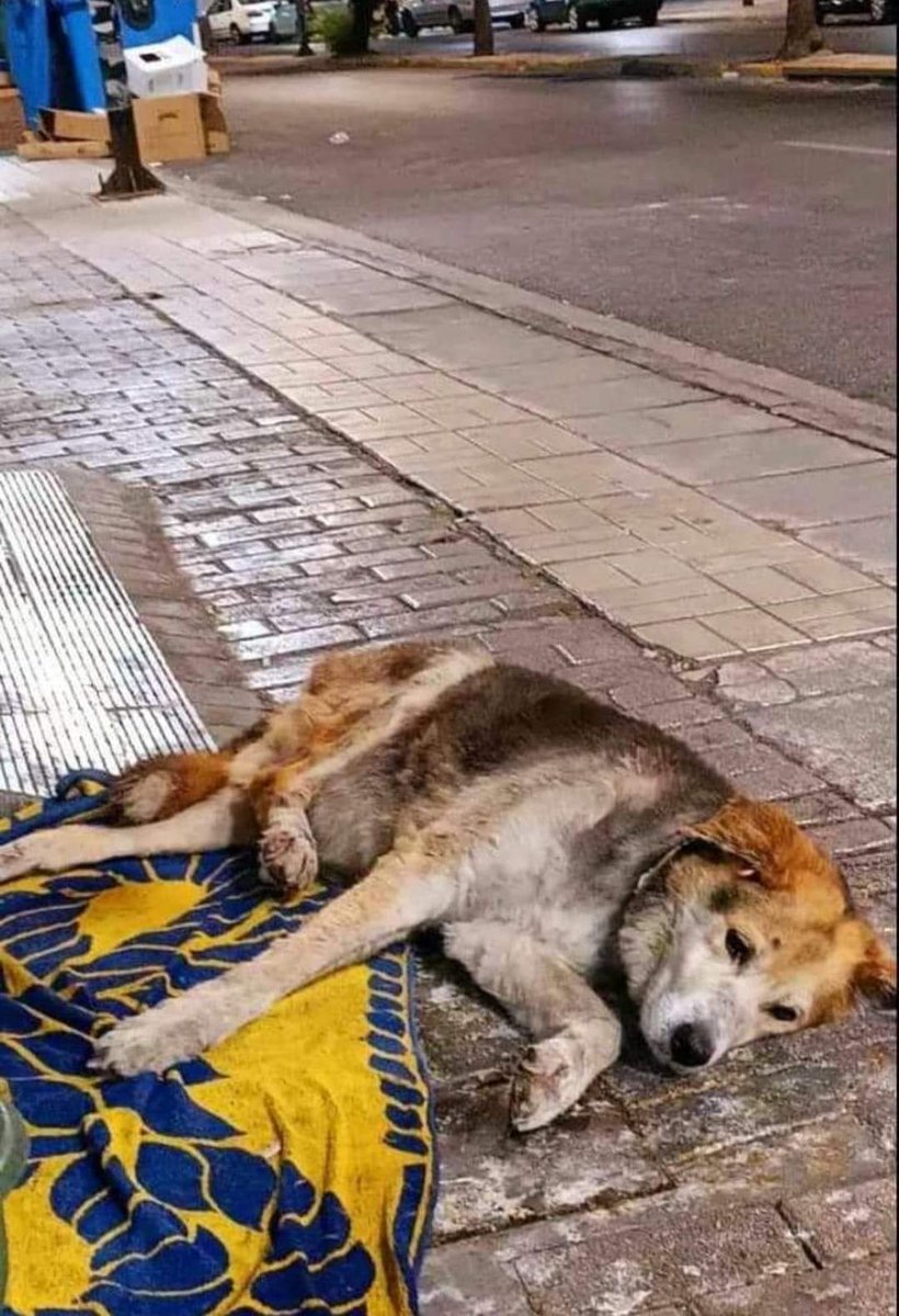 Christinalirou2's tweet photo. Κερατσίνι ‼️🆘‼️🆘‼️Θυμάστε την Ήρα ❓το υπεργηρο σκυλάκι που κοιτονταν μέρες στο δρόμο ‼️φιλοξενήθηκε για λίγο αλλά δεν μπορούν άλλο. Χρειάζεται μια οικογένεια βρε παιδιά να την στηρίξει. Δεν μπορεί να ζήσει στον δρόμο ή σε αυλή. Μια γωνία μέσα σε σπίτι. Η εικόνα αυτή πληγώνει👇 https://t.co/v6VZEgtNHq