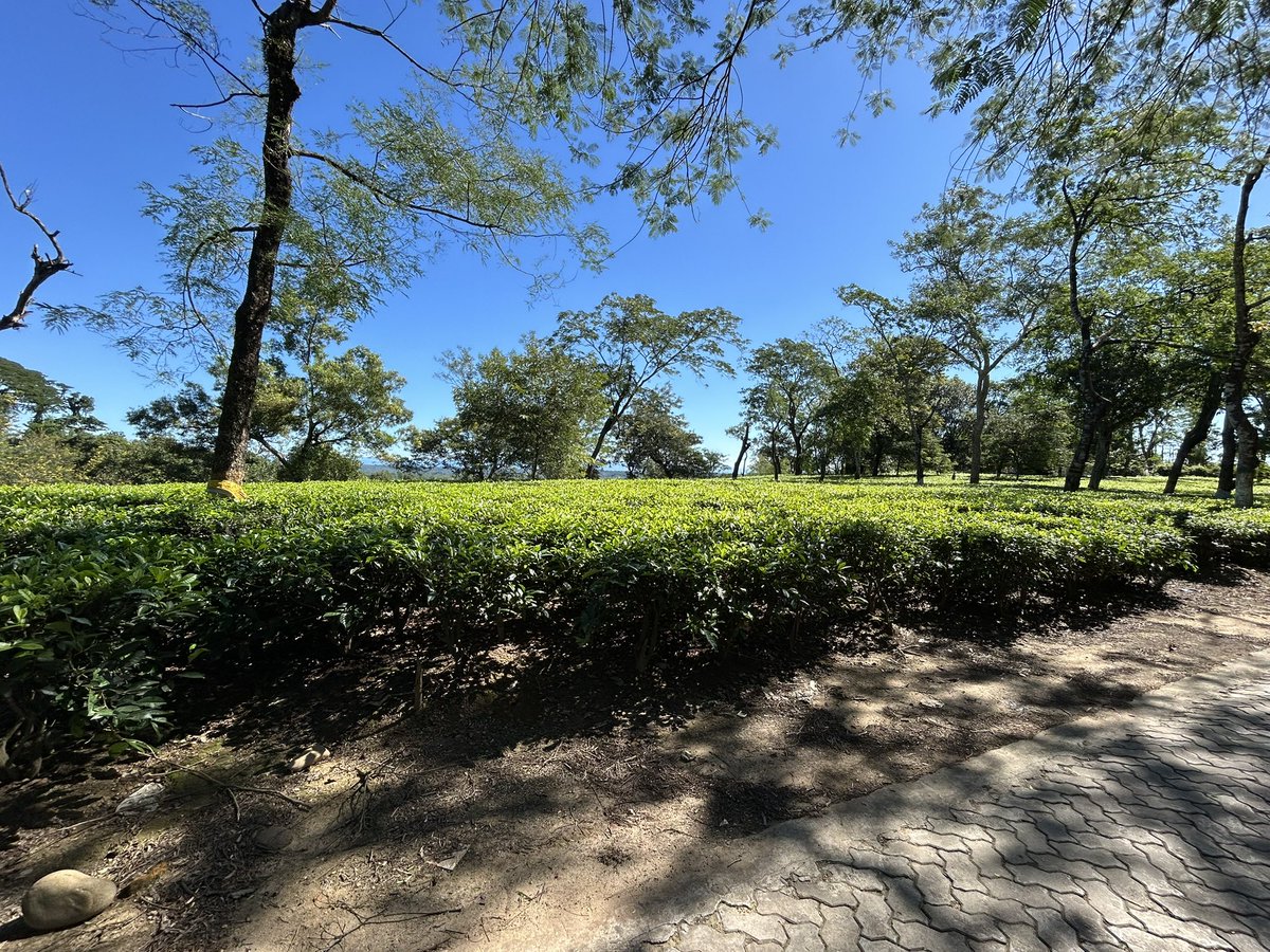 arijitd16's tweet photo. Chandighat Tea Estate….❤️👌
Silchar, Assam(09/11/2024 https://t.co/OcCqk9YuWA