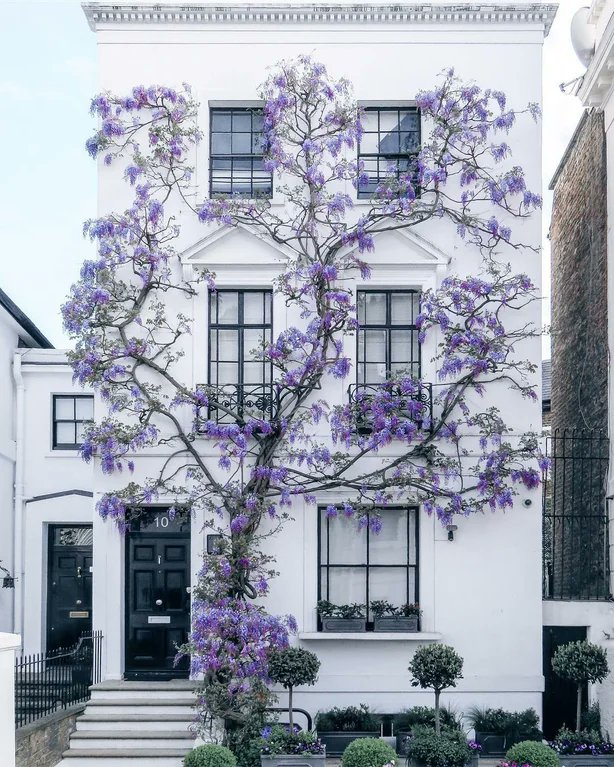 Rainmaker1973's tweet photo. Wisteria climbing up a home in South Kensington, London https://t.co/WBknz3wQyK