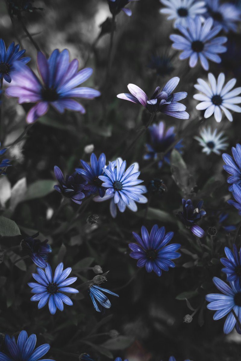 _pryo_'s tweet photo. Flower https://t.co/fFpXMS2LSM