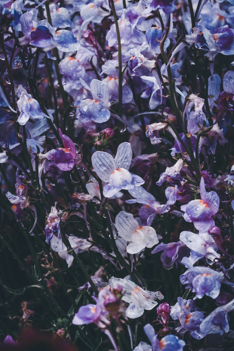 _pryo_'s tweet photo. Flower https://t.co/fFpXMS2LSM