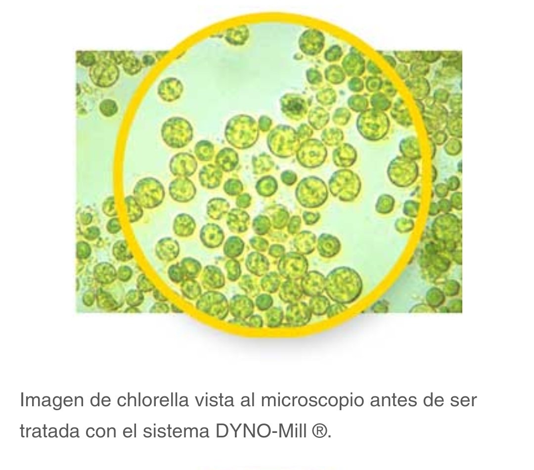 sun_chlorella_e's tweet photo. La chlorella es un alga unicelular y redonda de agua dulce, rica en nutrientes naturales y con alegaciones de beneficios para la salud permitidos por la Autoridad Europea de Seguridad Alimentaria.
La chlorella es especialmente popular en Japón.
https://t.co/wuN52KL1Lg https://t.co/T3XOV2gRKs
