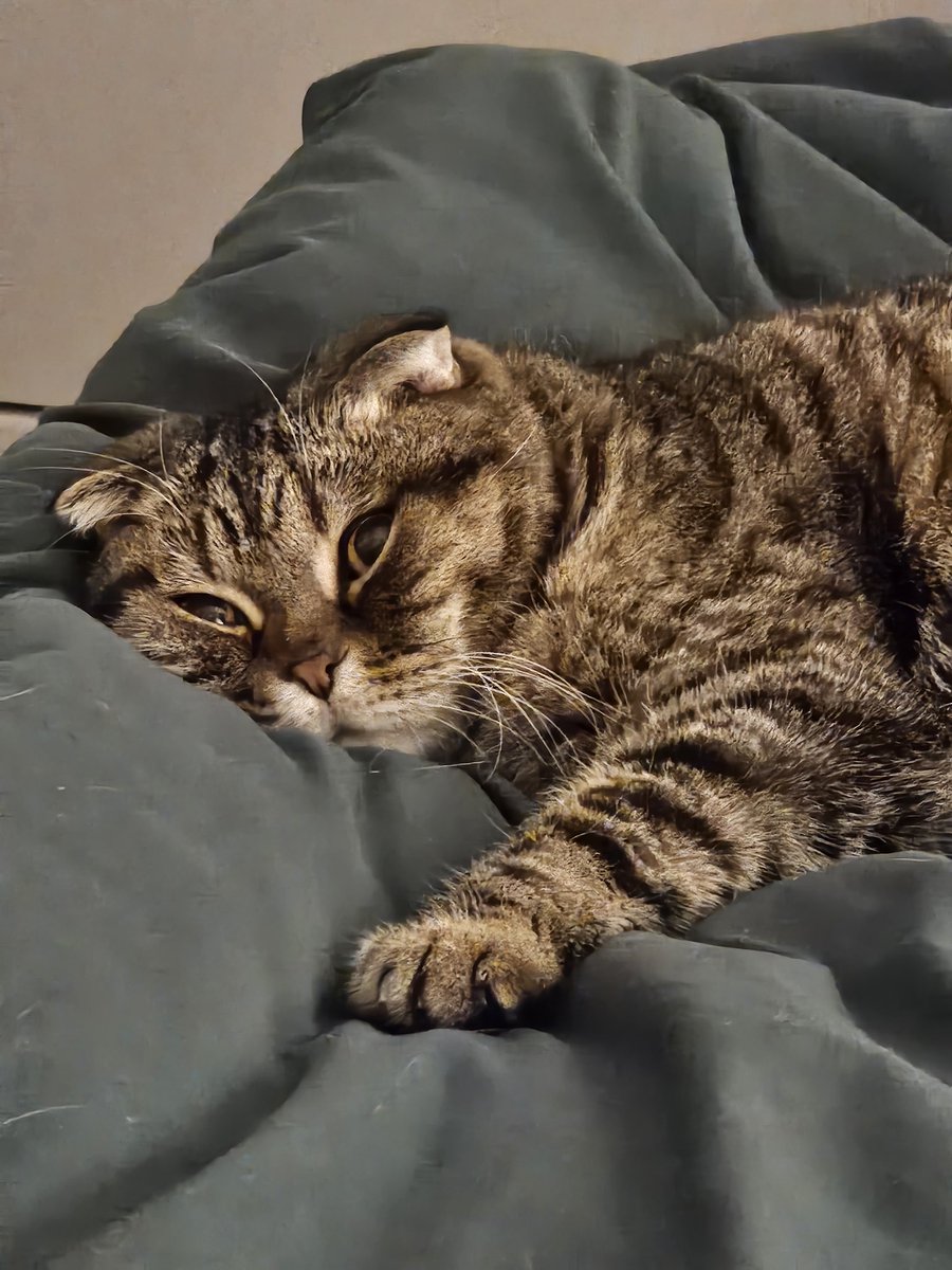 침대가 좋은 냥