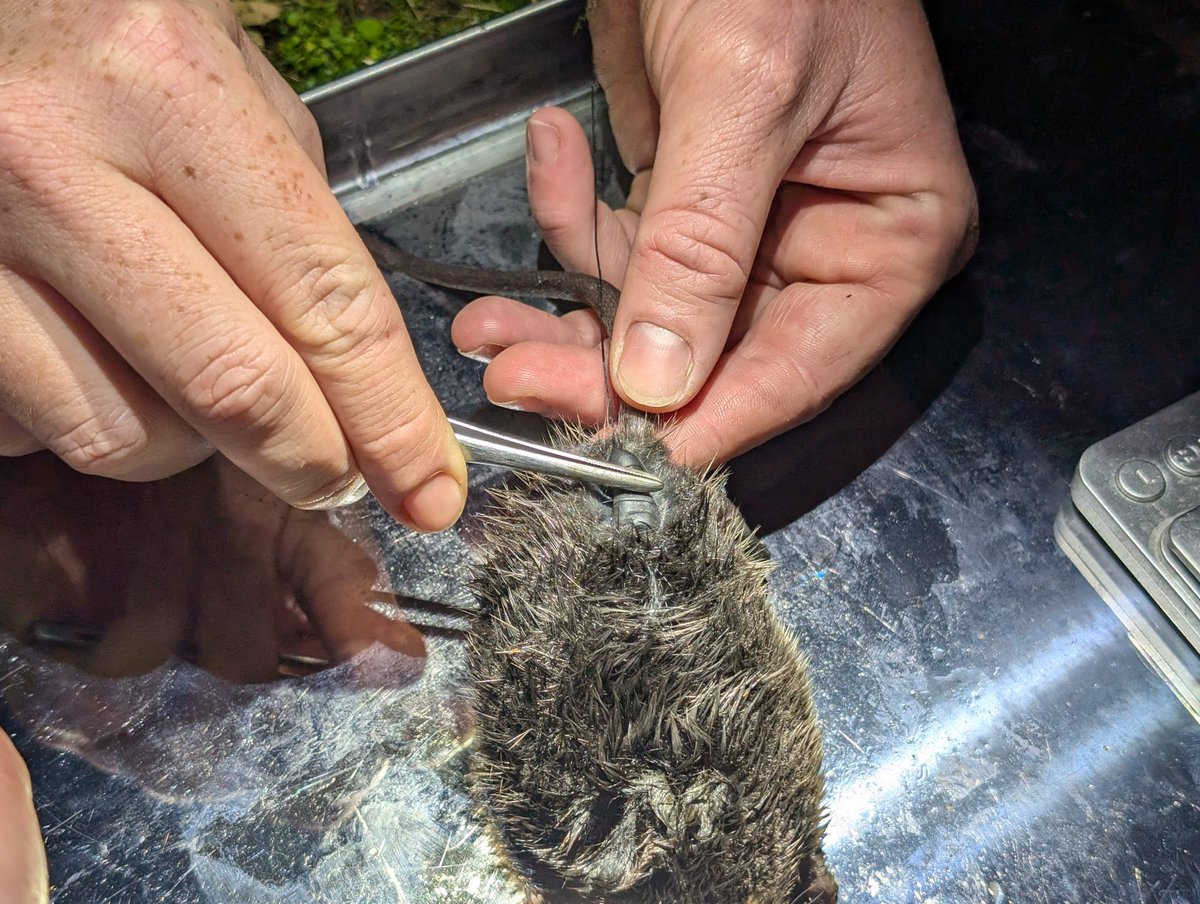 Naturaleza Castilla y León tweet media