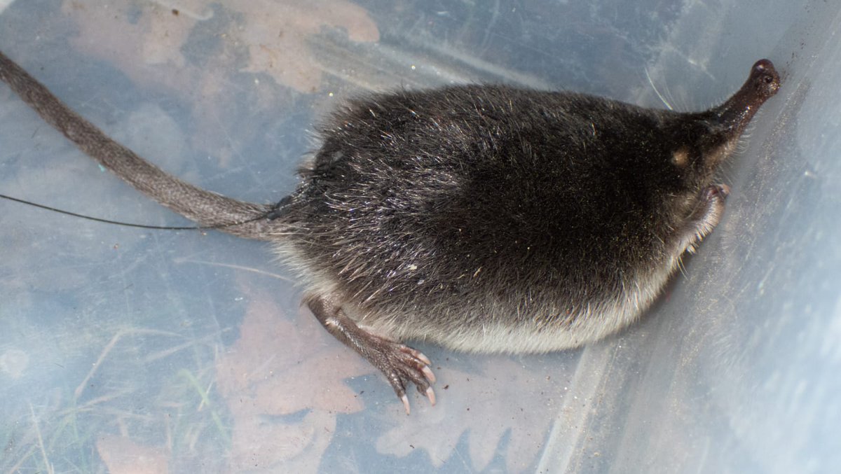 Naturaleza Castilla y León tweet media