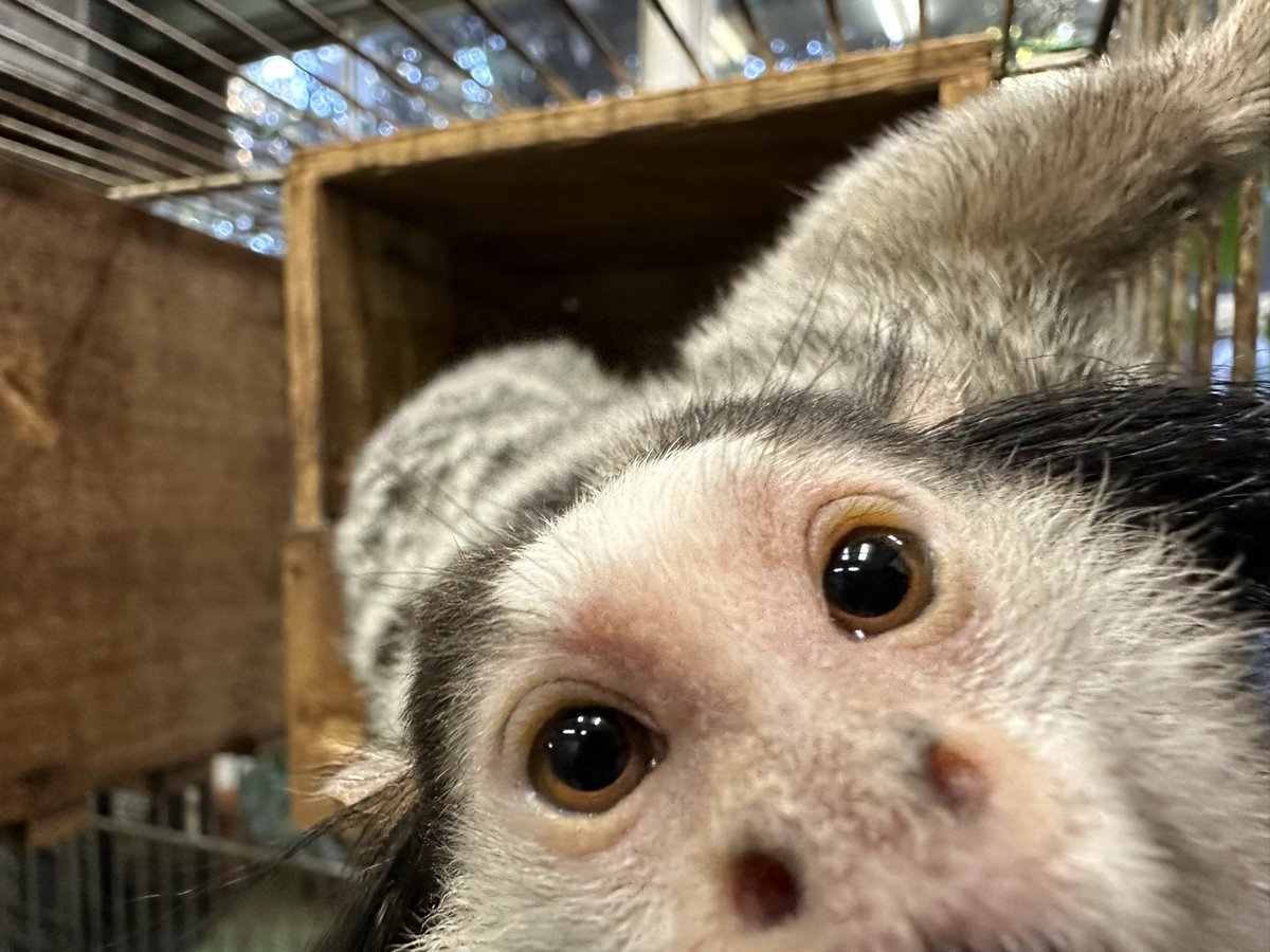 j_monkeycentre's tweet image. そんなにカメラ気になるー？📷(浮瀬)

#クロミミマーモセット #タム