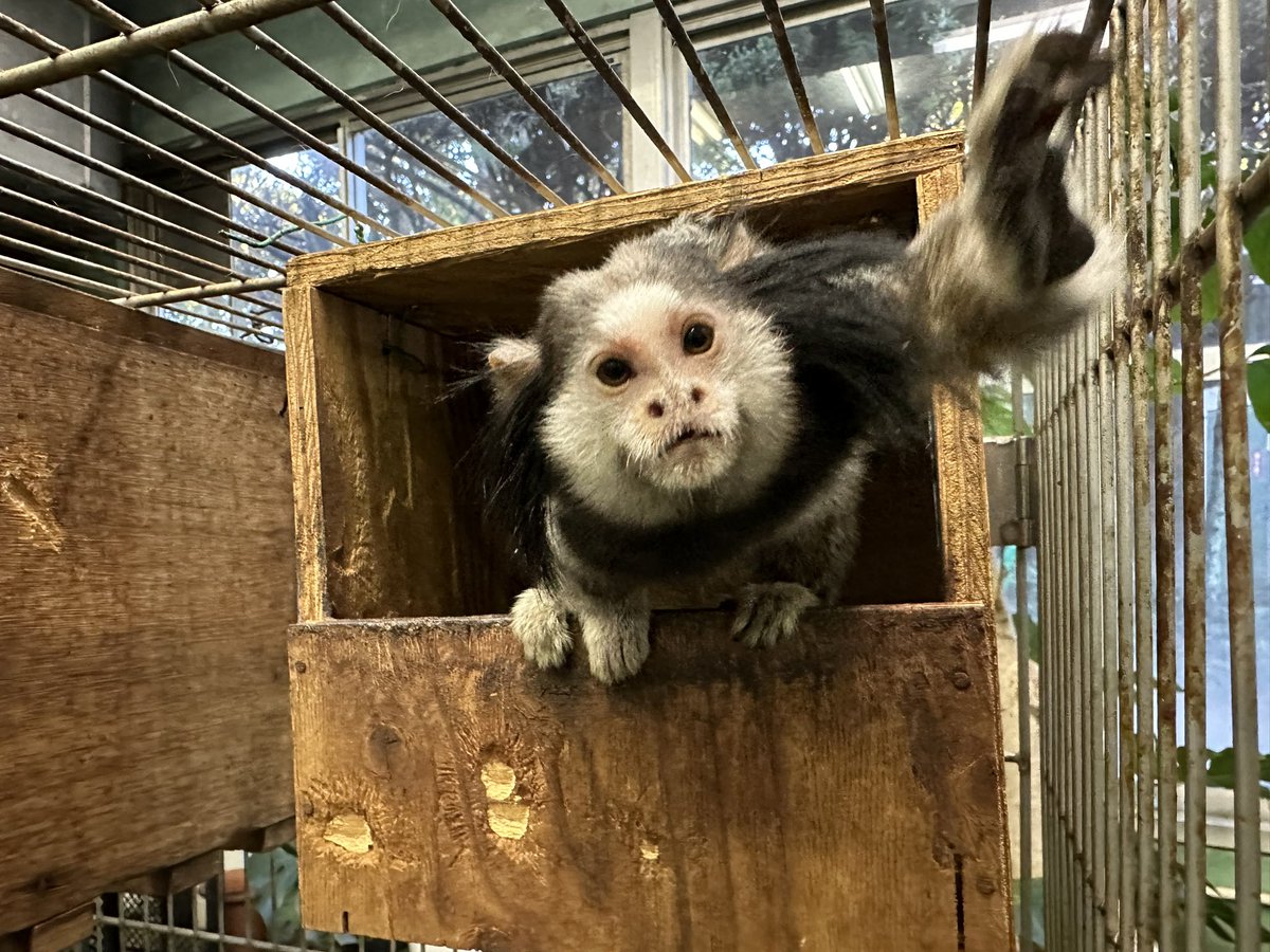 j_monkeycentre's tweet image. そんなにカメラ気になるー？📷(浮瀬)

#クロミミマーモセット #タム