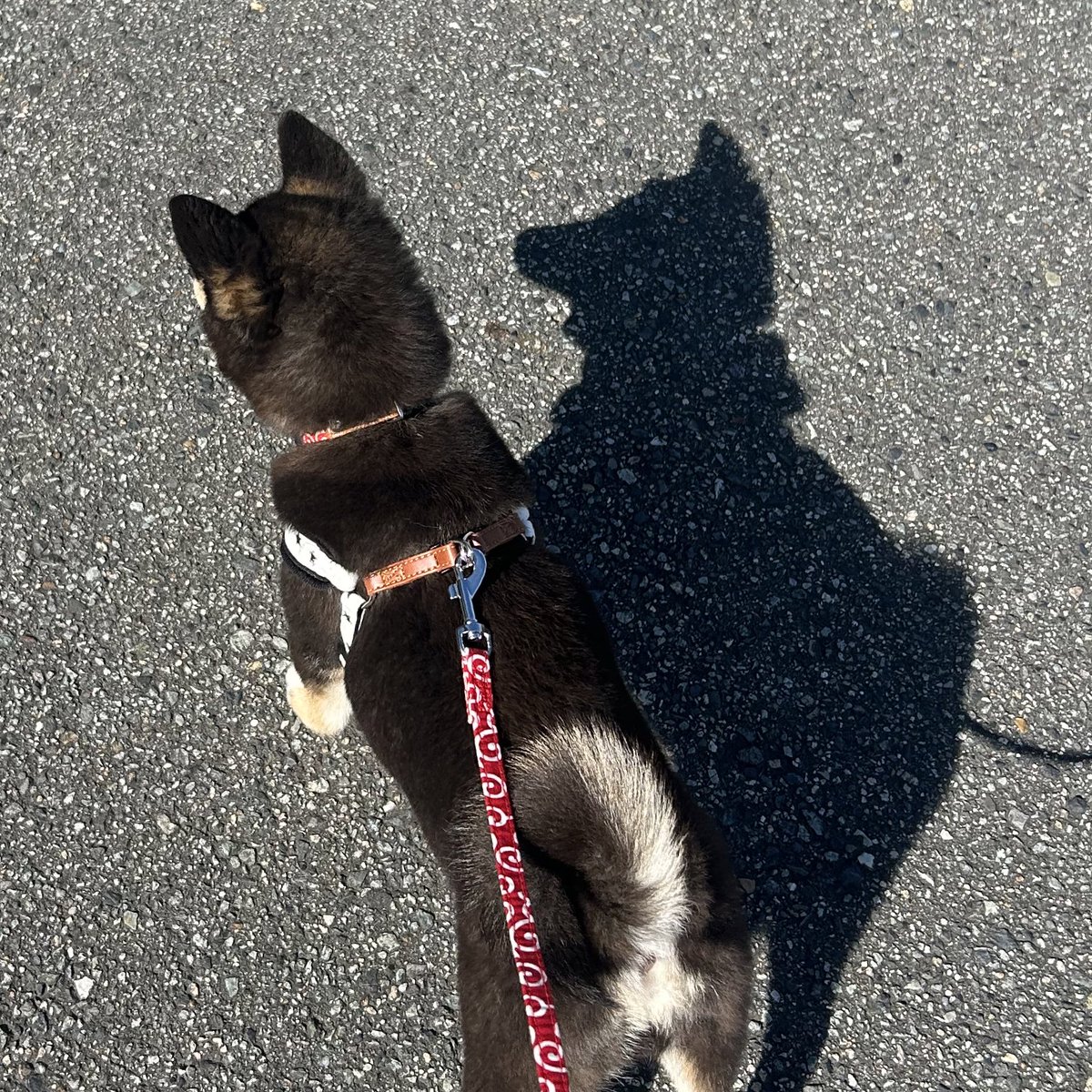 hijikishiba's tweet photo. 最近犬飼いになったので影までいぬの形してるのが嬉しくてずっと写真撮ってる https://t.co/woZMbQIikV