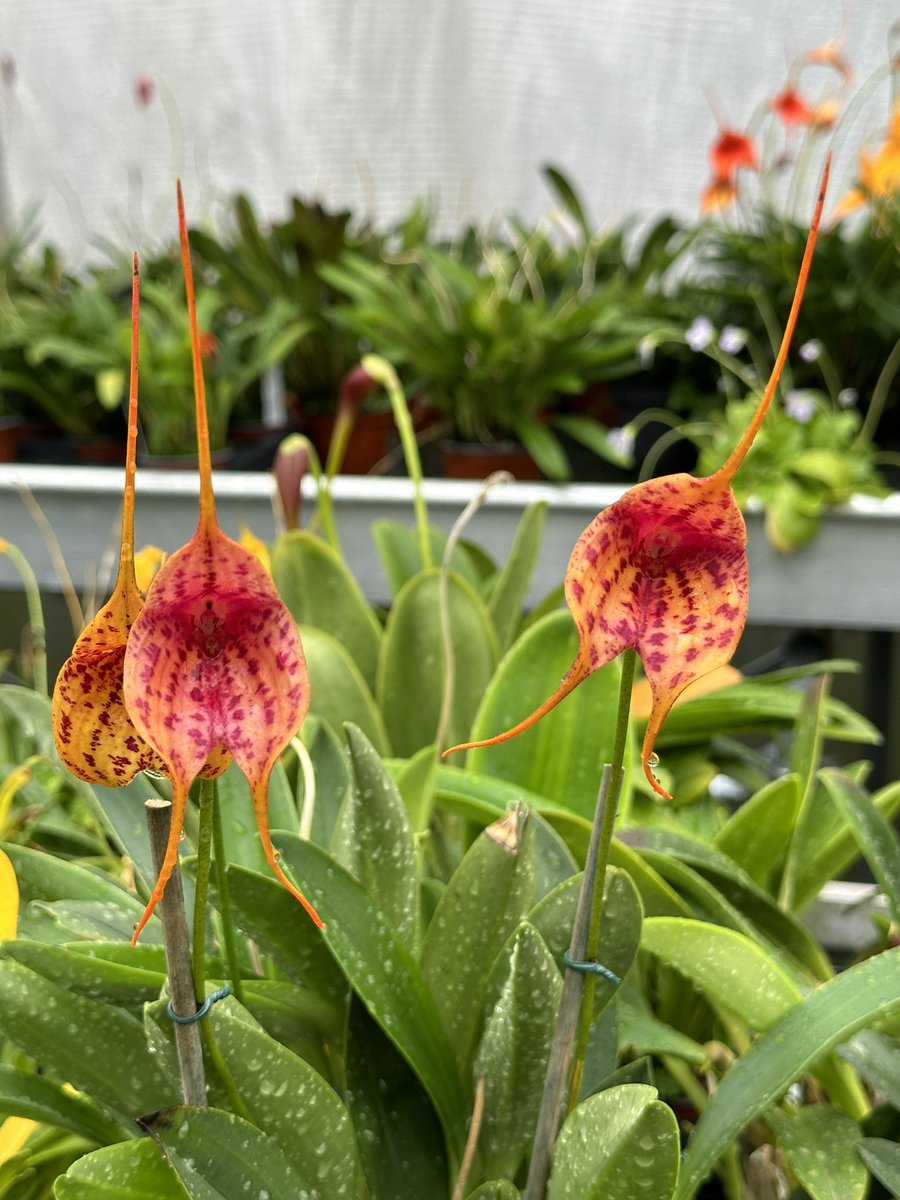 Masdevallia Mandy (Monarch x chaperensis) is one of the new National Plant  Collection. This orchid came from Colombia earlier this year. Second  flowering with three flowers 🌿 #orchids #orquídeas #nature #conservation, image size:900x1200