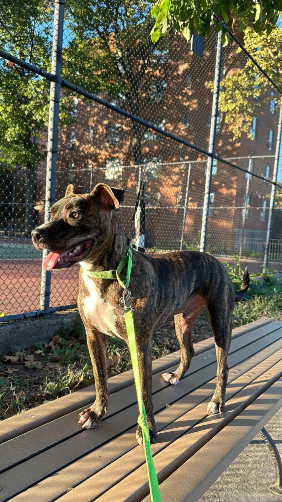 KeithOlbermann's tweet image. BROOKLYN IS MISSING IN HARLEM: last seen at 125th and 7th and may have been injured by a car. If you've seen or found him please go here: 
lostmydoggie.com/details.cfm?pe… and/or phone 877-818-0060 and PLEASE RT BROOKLYN!