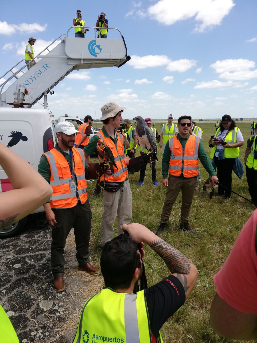 <a href="/AnthonyUrugwild/">Antonio Ripoll</a> y Cetreria del Sur nos cuentan de su trabajo con las aves rapaces para mejorar la seguridad operacional en SUMU <a href="/AeropuertosUY/">Aeropuertos Uruguay</a> <a href="/AeroFotoFest/">AeroFotoFest</a> #AeroFotoFest2024