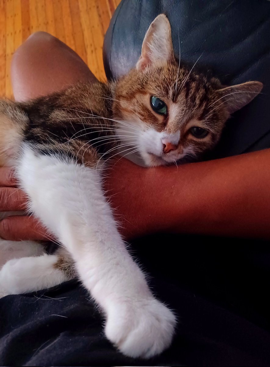 Morning tummy rubs. #caturday #SaturdayVibes #Saturday