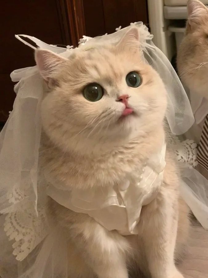 hourahyeon's tweet photo. for every cat pic there's a matching ahyeon photo 😸 #AHYEON #아현 https://t.co/w2epduBA12