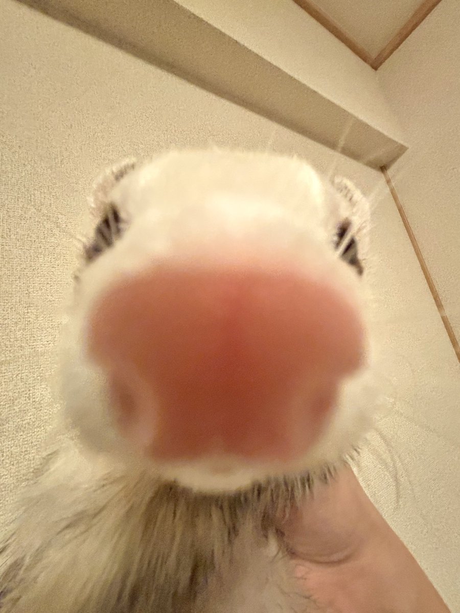 nano_ferret2's tweet photo. https://t.co/AExG4z1YWU