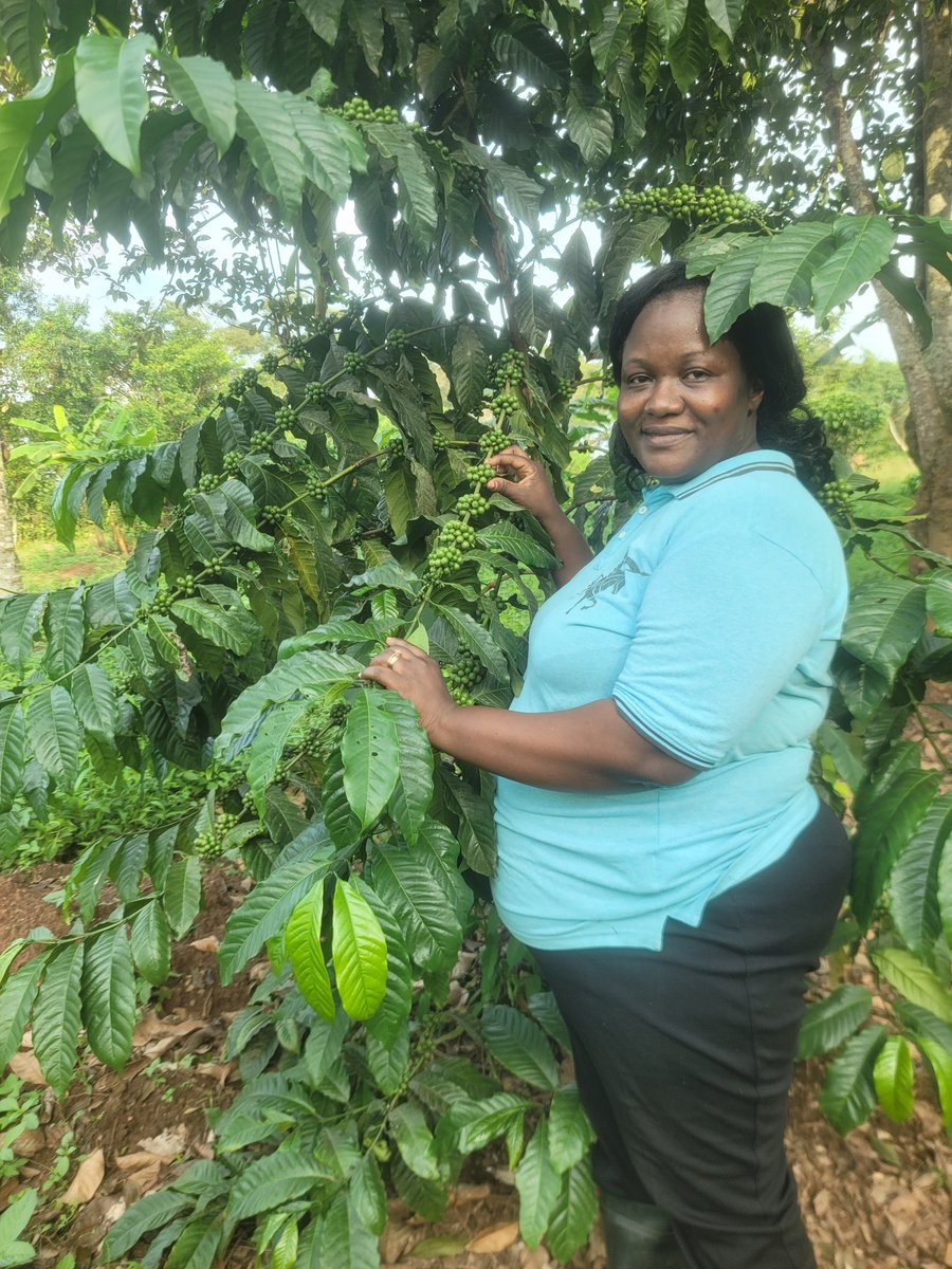 Emwanyi ekute wansi newagulu😂😂I was reminded to mind my bu small plants. Good things are coming.