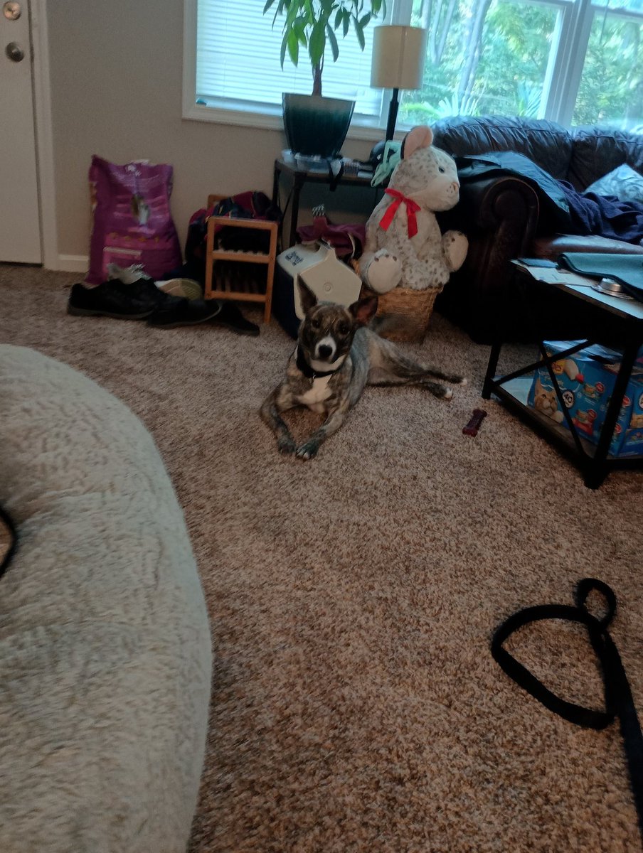 Snow1Important's tweet photo. Olive added to the party https://t.co/LfuVK7I6sG