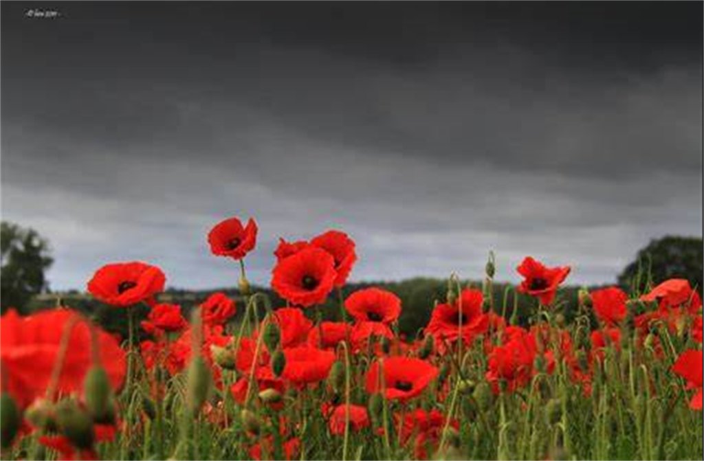 Rhag i ni anghofio❤️
Mae Sul y Cofio yn gyfle cenedlaethol i gofio am wasanaeth ac aberth pawb sydd wedi amddiffyn ein rhyddid ac wedi amddiffyn ein ffordd o fyw.

#LestWeForget