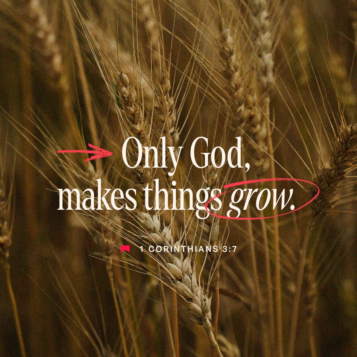 “So neither the one who plants nor the one who waters is anything, but only God, who makes things grow.”
1 Corinthians 3:7