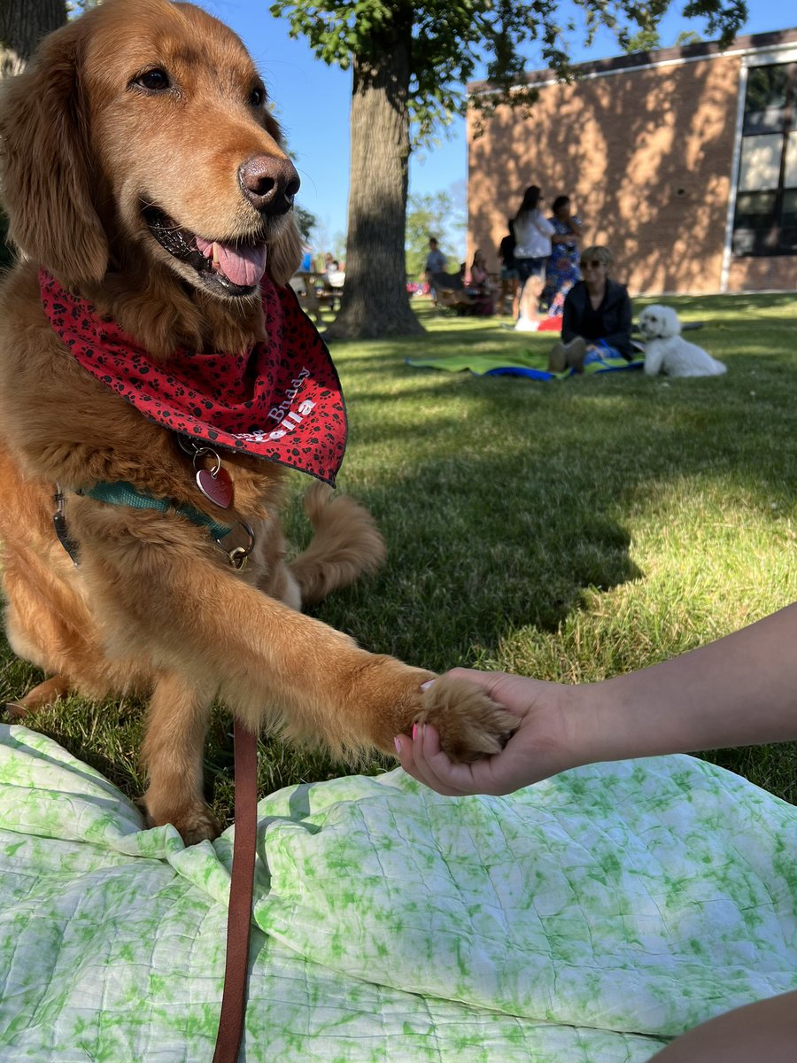 KarenShinners's tweet photo. My dog, Kellaher will be crossing the rainbow bridge in a few hours. In 
Gaelic, Kellaher means loyal friend. I will see her on the other side. https://t.co/QqBA2wCRWe