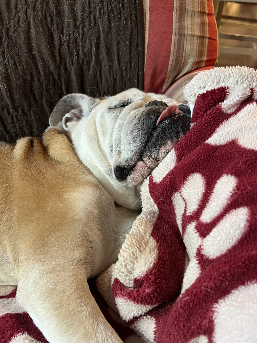 BulldogPorter's tweet photo. Zzzz https://t.co/t3vNuc1Tmi