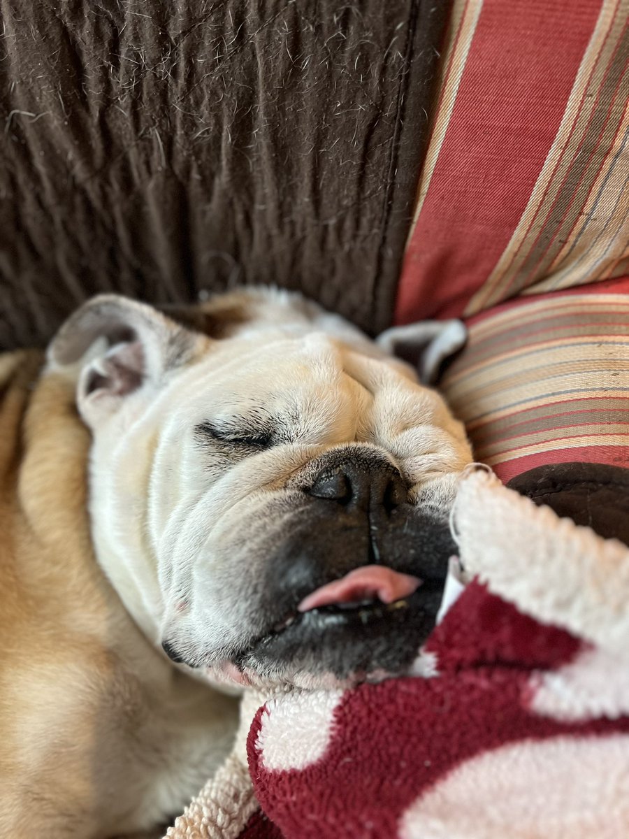 BulldogPorter's tweet photo. Zzzz https://t.co/t3vNuc1Tmi