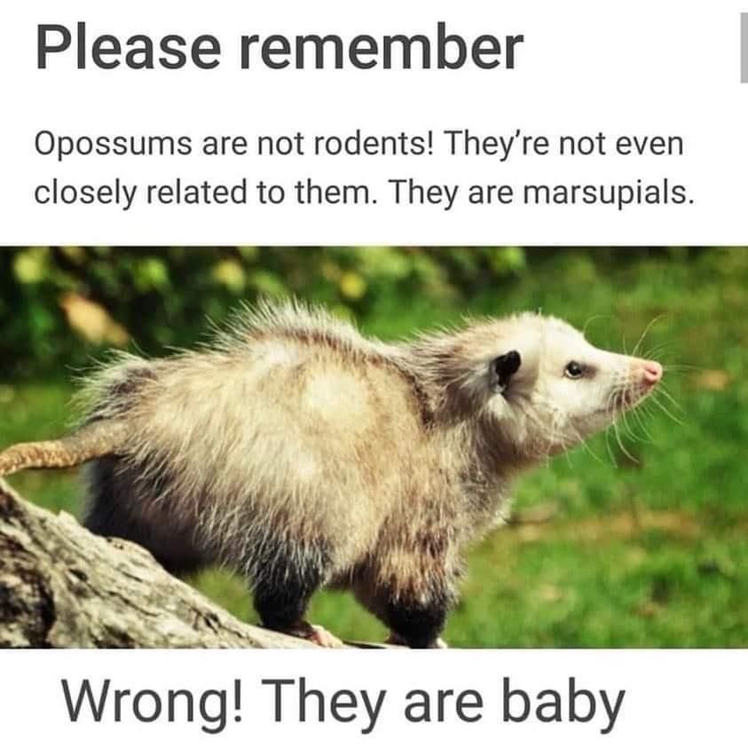 Snaggletooth Screamer (@deathposs) on Twitter photo 