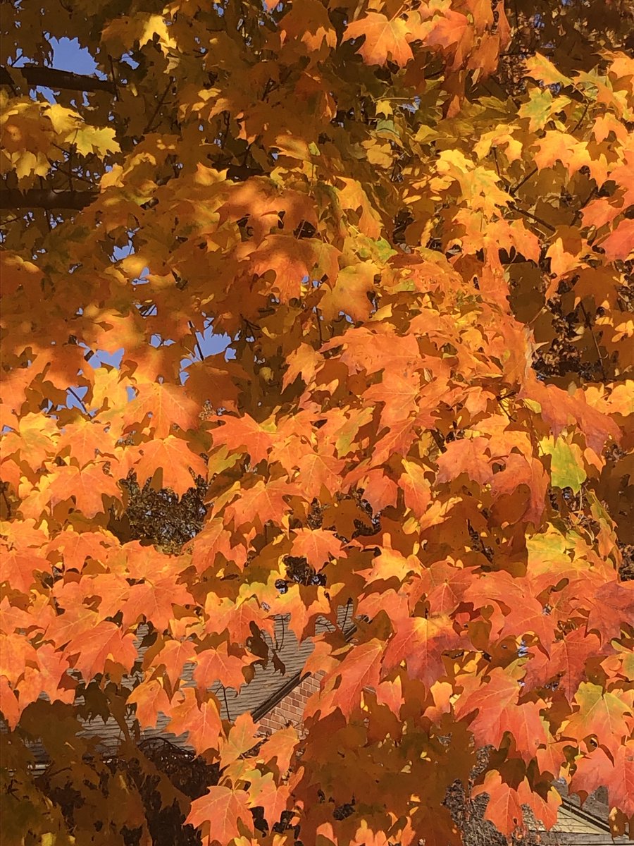 This 👇 is fall in Michigan! Enjoy this beautiful day! #fall #michigan #grateful