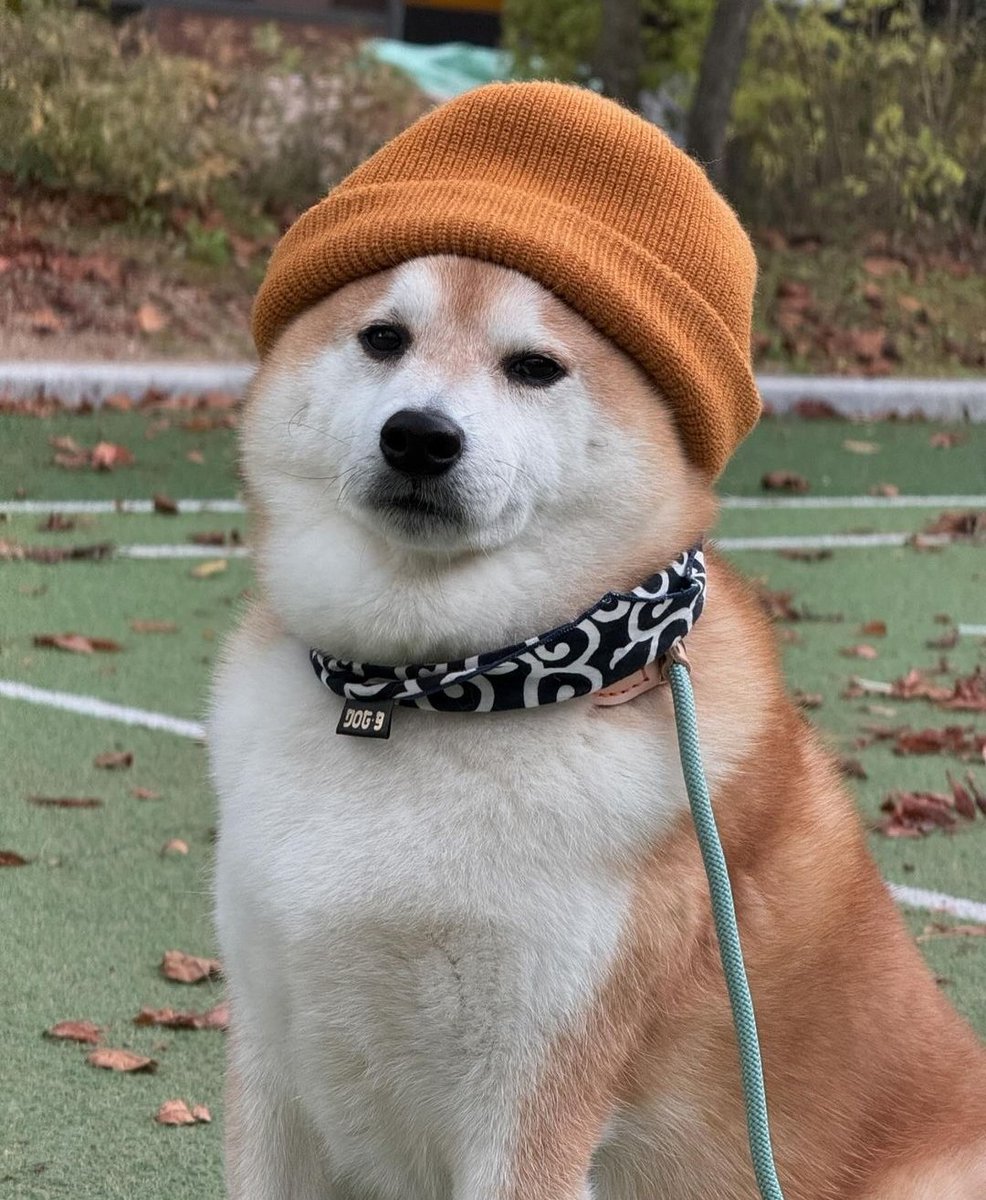 <a href="/LucieSHIB/">𝐋𝐔𝐂𝐈𝐄</a> For the hundredth time!  Use hashtags # in the posts to be seen many times!  So that people who don't follow you can see the tweet!  Is there a special reason why you don't use #?

#shib
#bone
#leash
#shibarium