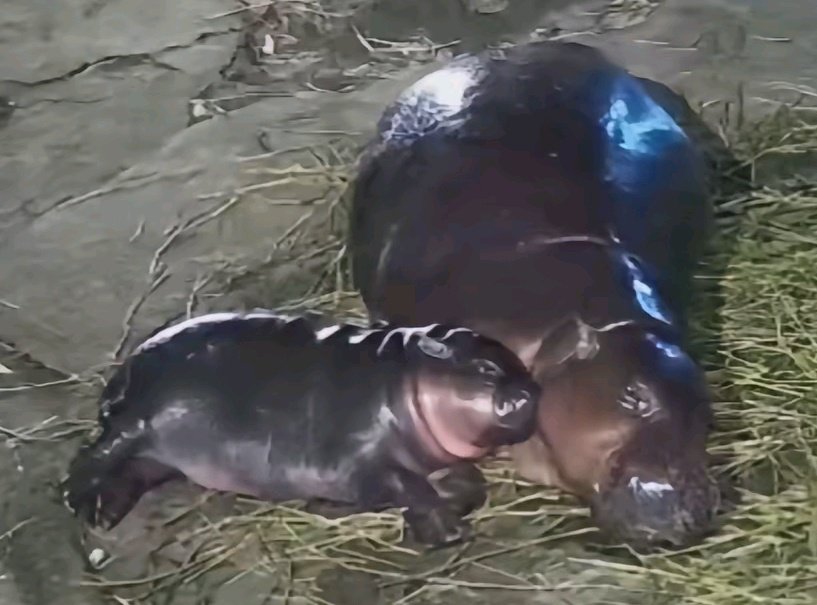 Sweet Dream Moo Deng ❤
Moo Deng Love Mama 🦛