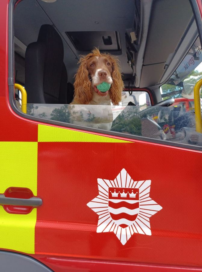 LondonFire's tweet photo. Watching the #LordMayorsShow today?
See if you can spot our firefighters from #Dowgate Fire Station there and Fire Investigation Dog Simba too 🐶 https://t.co/2bkgMtGt2H