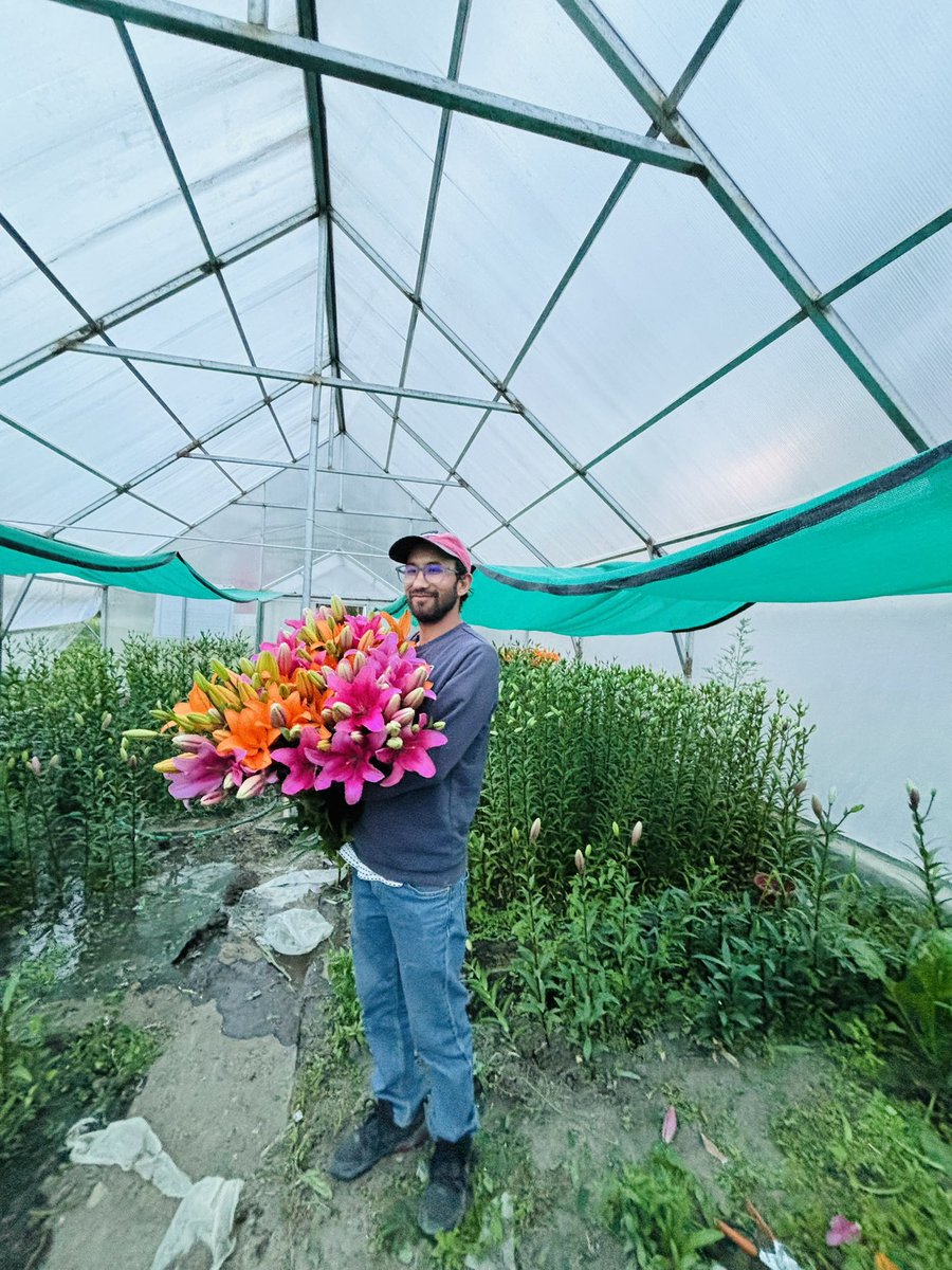 “Sowing Lilium in Ladakh’s October frost is a testament to nature’s resilience, where each bulb holds the promise of spring amidst the harsh cold of winter.”

<a href="/CSIR_IHBT/">CSIR-Institute of Himalayan Bioresource Technology</a>  Floriculture mission II

<a href="/dc_Kgl/">Deputy Commissioner/DEO Kargil</a> <a href="/SajjadKargili_/">𝐒𝐚𝐣𝐣𝐚𝐝 𝐊𝐚𝐫𝐠𝐢𝐥𝐢 | سجاد کرگلی</a> <a href="/Mustafa_haji_/">Mustafa Haji</a> <a href="/HajiHanifa/">Haji Hanifa  Jan</a> <a href="/LadakhSecretary/">Secretary UT Ladakh</a>