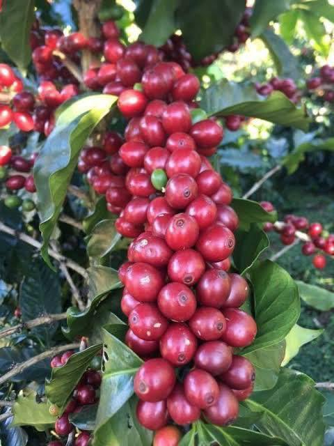 Mugasira_Obed's tweet photo. Through rationalization, OWC is establishing a more equitable system for coffee farmers, ensuring they receive direct benefits from their efforts without the interference of middlemen.🌱☕️

#EmpoweringCoffeeFarmers😎
#CoffeeSupport https://t.co/9CZO2Zjtwj