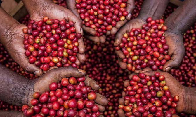 Mugasira_Obed's tweet photo. Through rationalization, OWC is establishing a more equitable system for coffee farmers, ensuring they receive direct benefits from their efforts without the interference of middlemen.🌱☕️

#EmpoweringCoffeeFarmers😎
#CoffeeSupport https://t.co/9CZO2Zjtwj