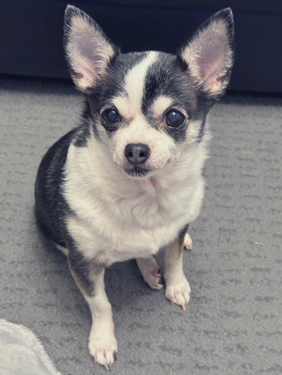 tera_2011_'s tweet image. #今日のわんこ
ならぬ
今日の岡林