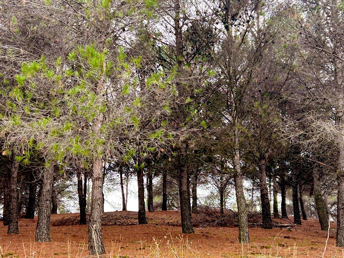Siropedearce's tweet photo. Morning walk 🌲 https://t.co/79vunsvm4a