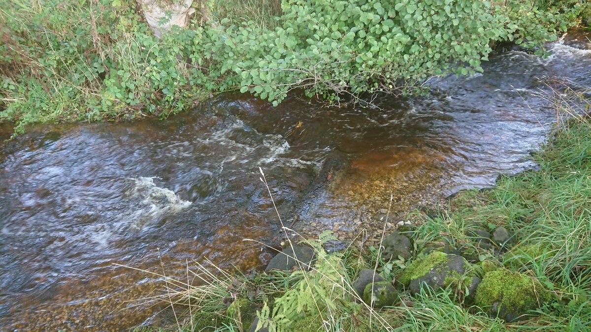 ProfJGrey's tweet photo. As #ProfInPractice with @WildTroutTrust &amp; @LancsUniLEC it's great to make project sites and/or data available to #EarlyCareerResearchers
#TRoUT project successes (or otherwise) have been analysed by #MSc Harrison @unibirmingham, reported on #WTTBlog https://t.co/wYPe3qeO7Q https://t.co/XIFIcQrgrx