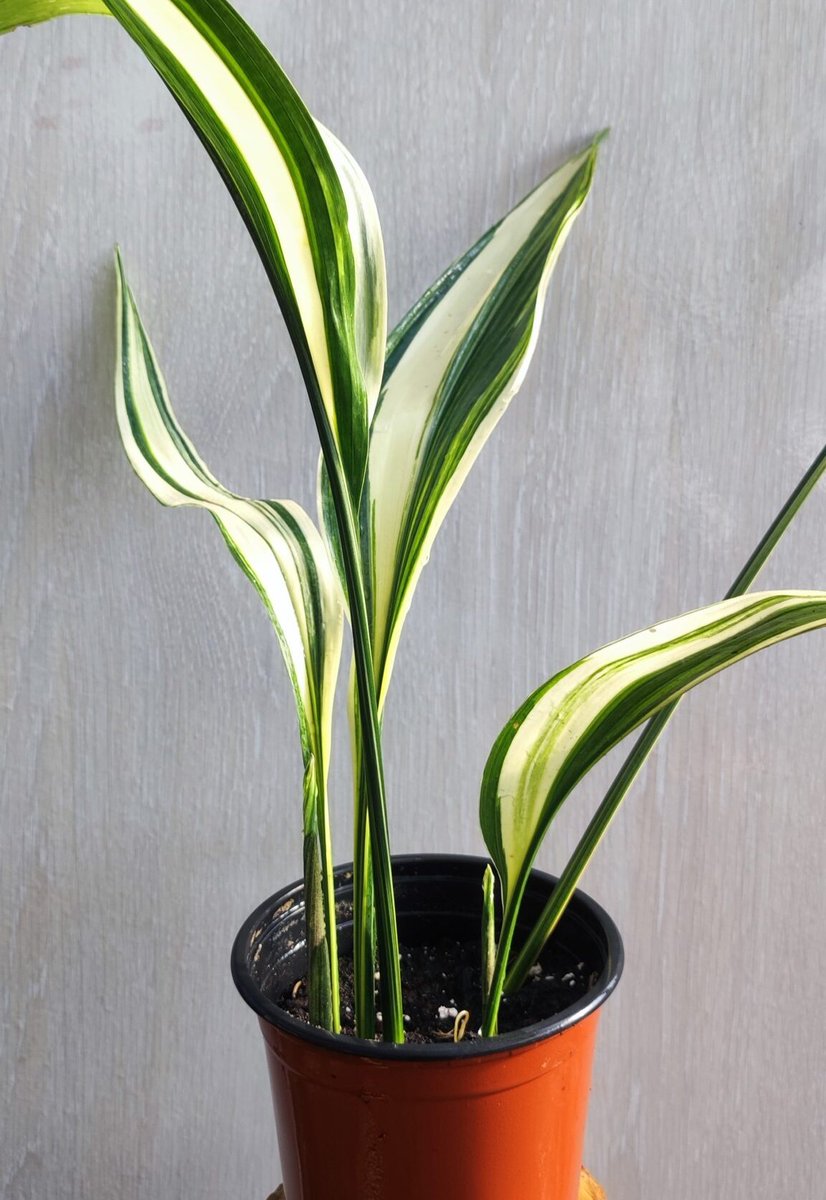 galgo con peluca tweet media