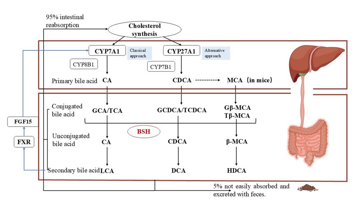 MicroResRep's tweet image. Hot off the press! #Lactobacillusjohnsonii CCFM1376 improves #hypercholesterolemia in mice by regulating the composition of #bileacids
View: 👇 oaepublish.com/articles/mrr.2…
The study references the #probiotic strategy to regulate #cholesterolmetabolism.