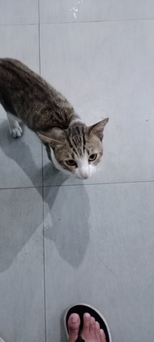Spotted stray can and proceeds to pat the cat

I missed my cat 🥲