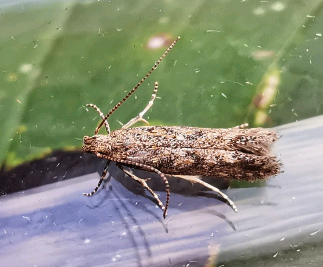 Another new TG04 moth confirmed from CMO! Norfolk's 7th record of Tuta absoluta (that's a lot of fun to say 😁), the Tomato Leaf-miner, caught on 22/09. An adventive species from the Americas, it was 1st recorded in the UK in 2009 w/the 1st for Norfolk seen in 2017.
#cleymothobs