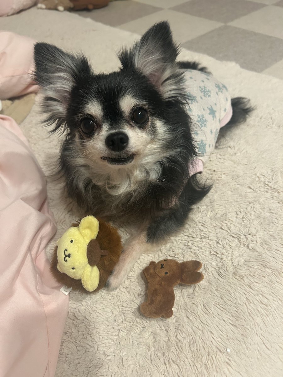 precious___dog's tweet photo. 新しいおもちゃ気に入ってくれたみたい🌰 https://t.co/vLwcqKUfm1