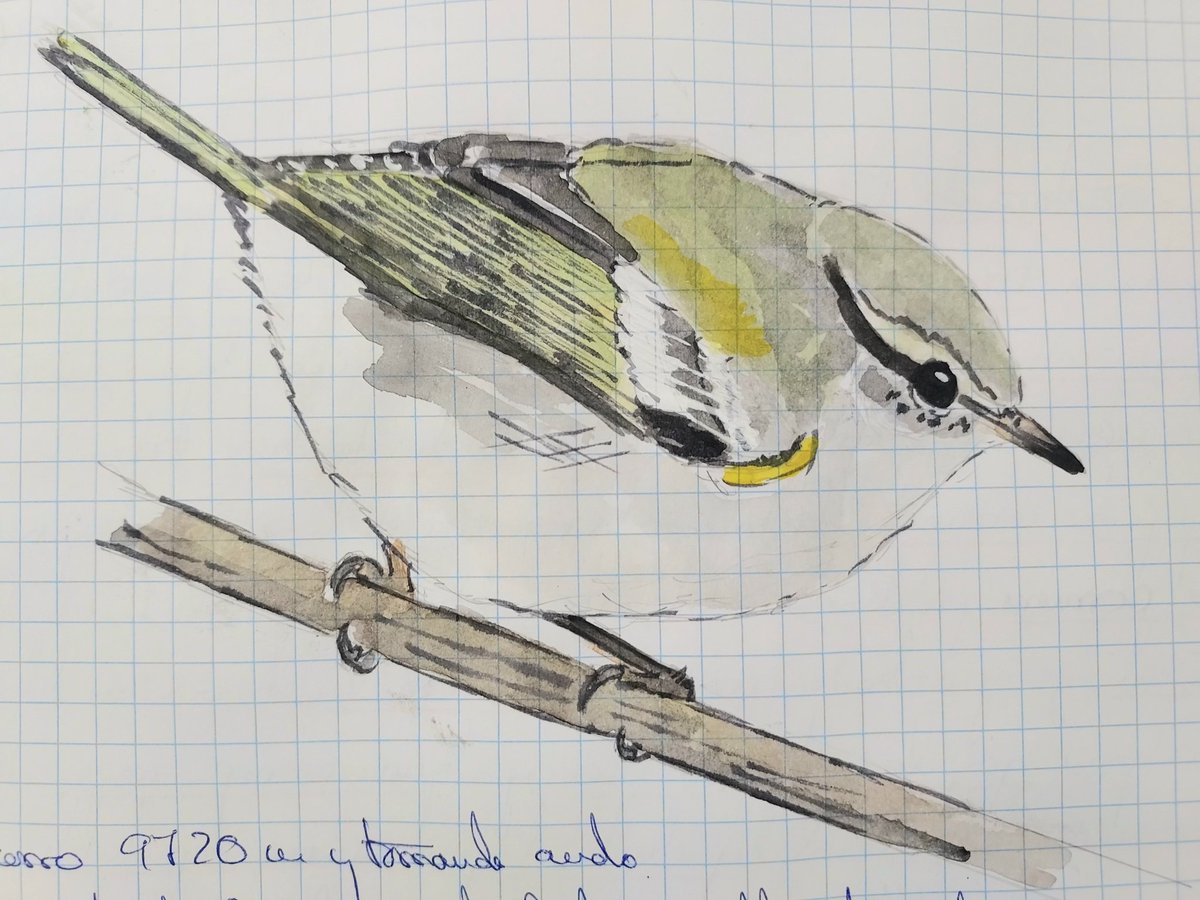 Mosquitero bilistado (Phylloscopus inornatus) pal cuaderno de campo, de ayer en Salamanca. La especie número 150 en un parque que visitó asuidamente