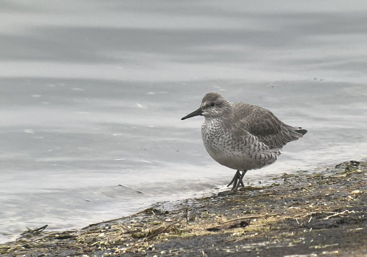2 Knot on <a href="/GrafhamWater1/">Grafham Water</a> dam 11.25. Also, 2 Red-crested Pochard at south end of dam <a href="/CambsBirdClub/">Cambs Bird Club</a> <a href="/BirdGuides/">BirdGuides</a> <a href="/RareBirdAlertUK/">RareBirdAlertUK</a>