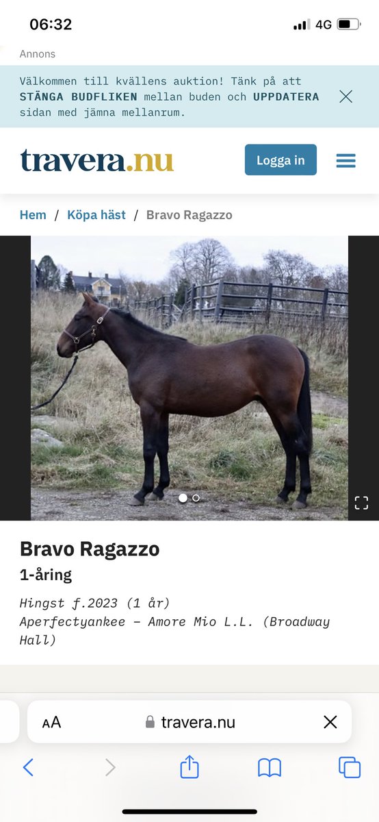 Ikväll säljs en riktigt fin unghäst på travera.nu In och bjud på en fin 1-års hingst